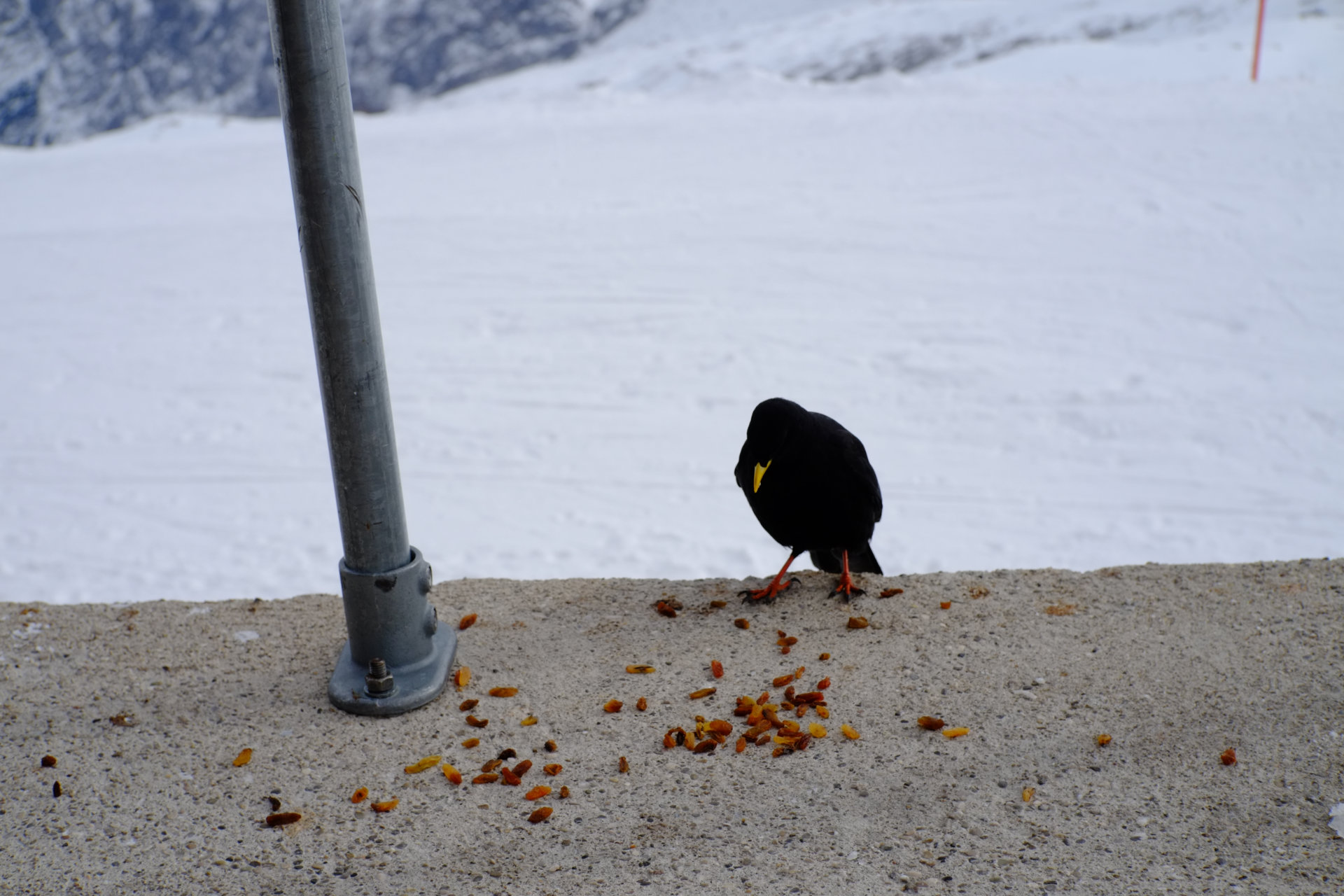 A photo of a black small bird with a yellow beak standing on a concrete floor in front of a bunch of dropped seeds.