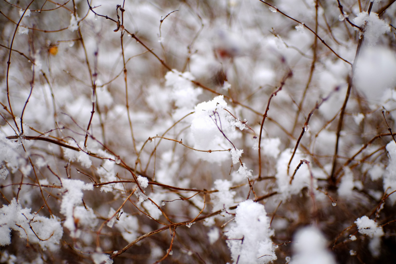 A photo of thin brown branches covered chaotically by small piles of snow looking like white flowers.