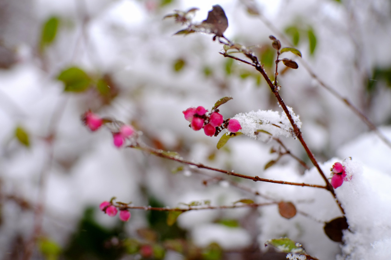 A photo of small pink-white berries covered with snow.