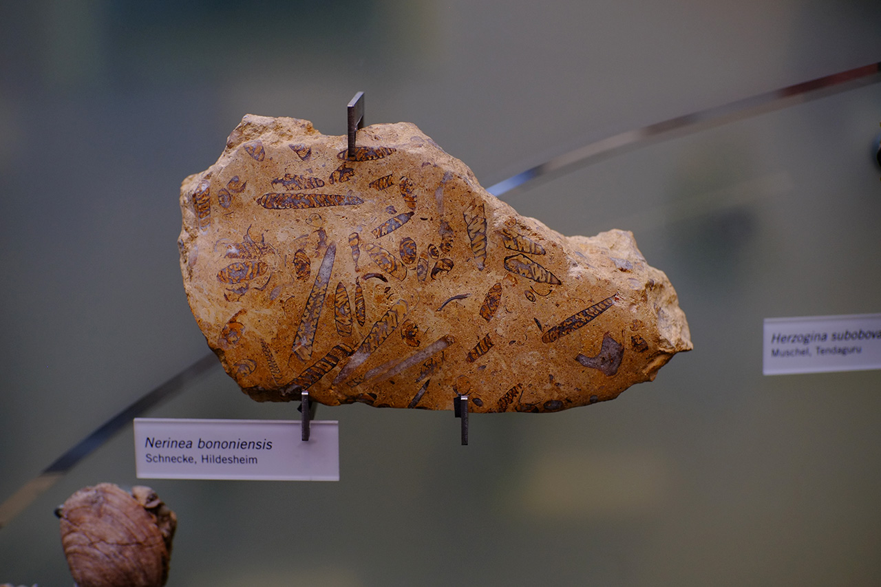 A photo of an exhibited rock containing several fossilised extinct sea snails. The label under the exhibit says: Nerinea bononiensis, Schnecke, Hildesheim