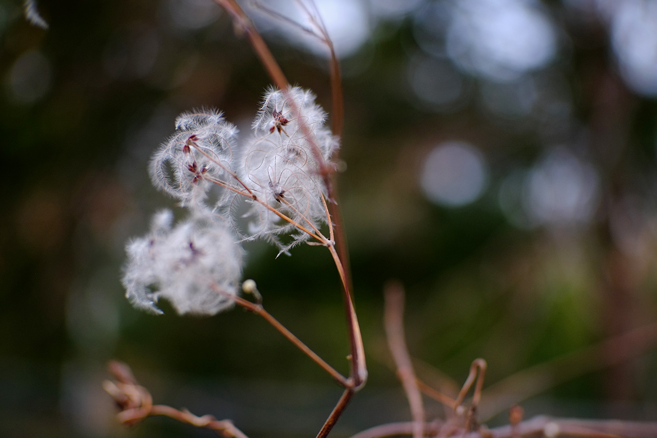 A photo of a light-brown tree branch with only several fluffy seeds left on it.