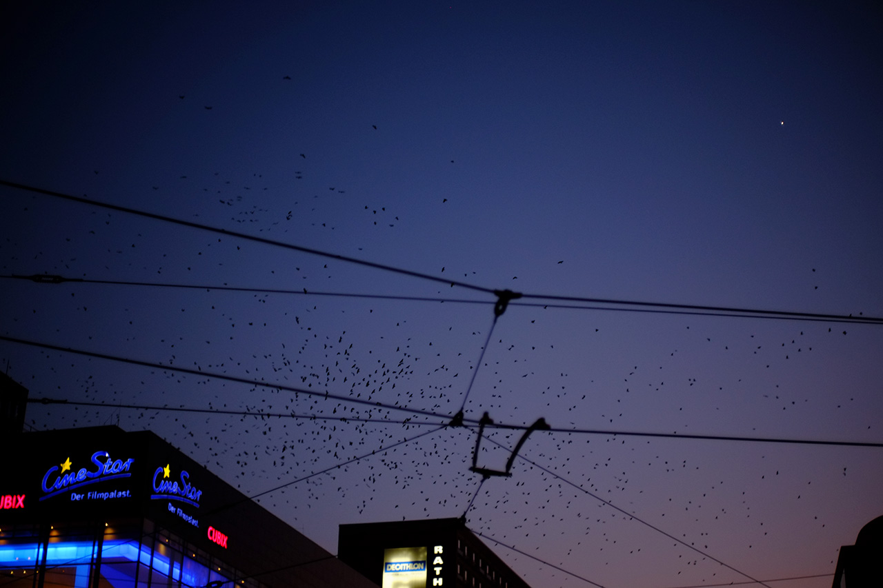 A photo of the pink, violet and blue gradient evening sky filled with hundreds of birds flying in circular patterns.