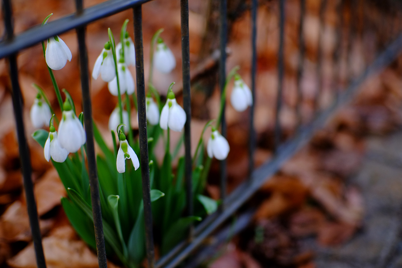 A photo of early blooming white flowers growing through a carpet of brown dry leaves near a black metal fence.