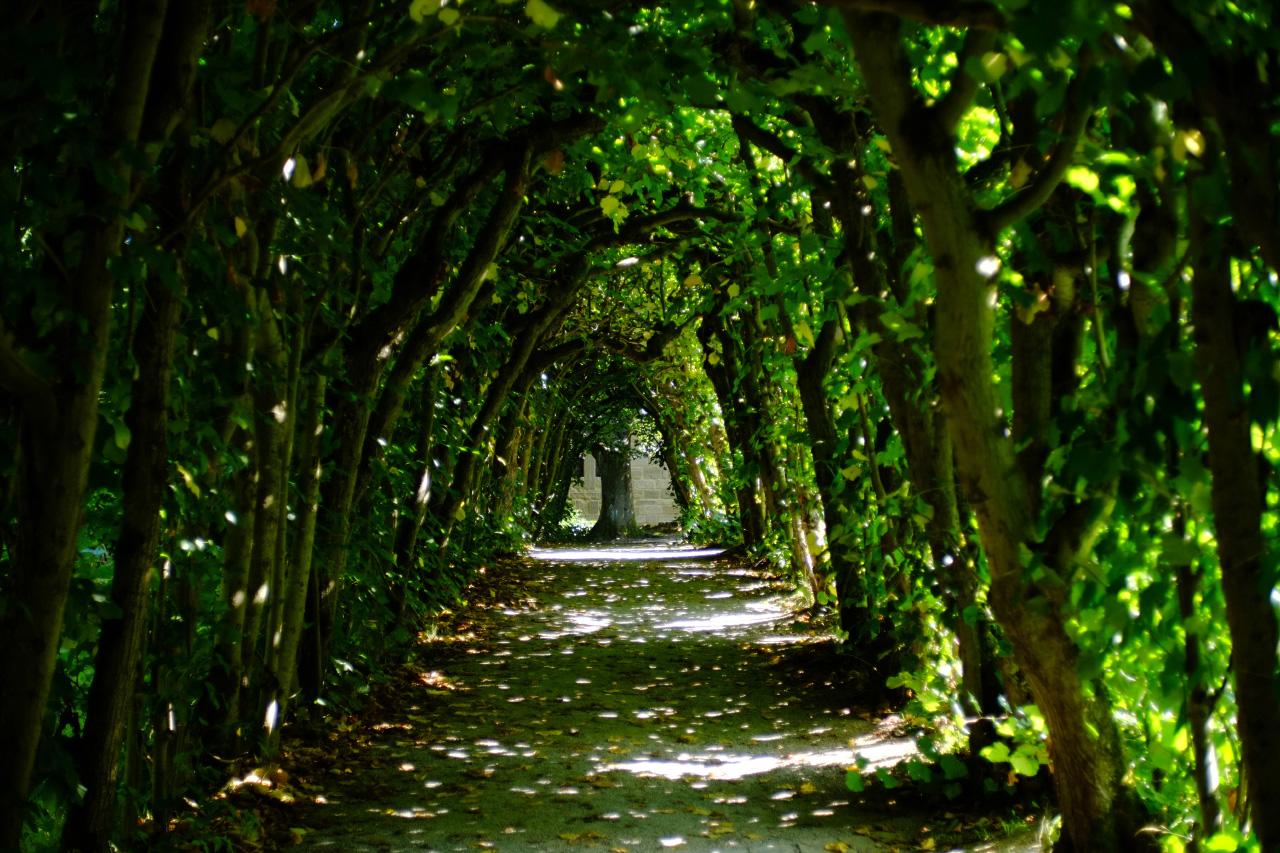 A photo of a green tree archway with sun rays shining through its branches leaving sun spots on the ground.