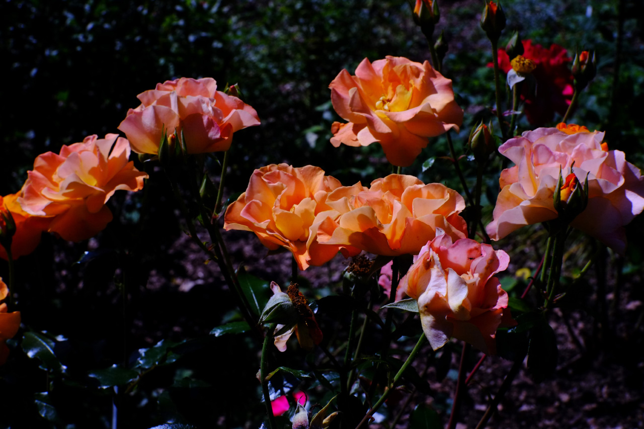A photo of yellow-pink flowers that look like roses.