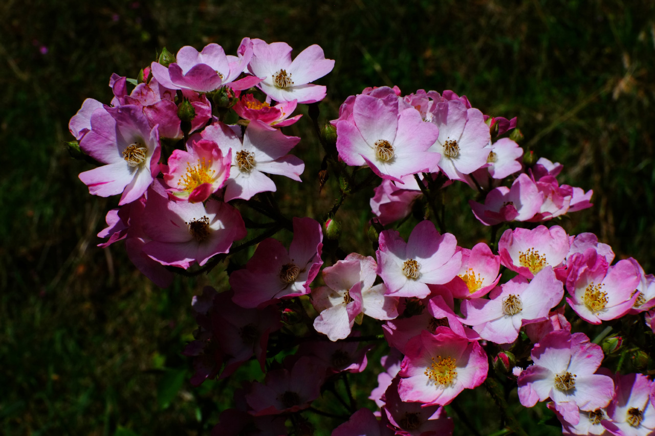 A photo of flowers with white-to-pink gradient petals.