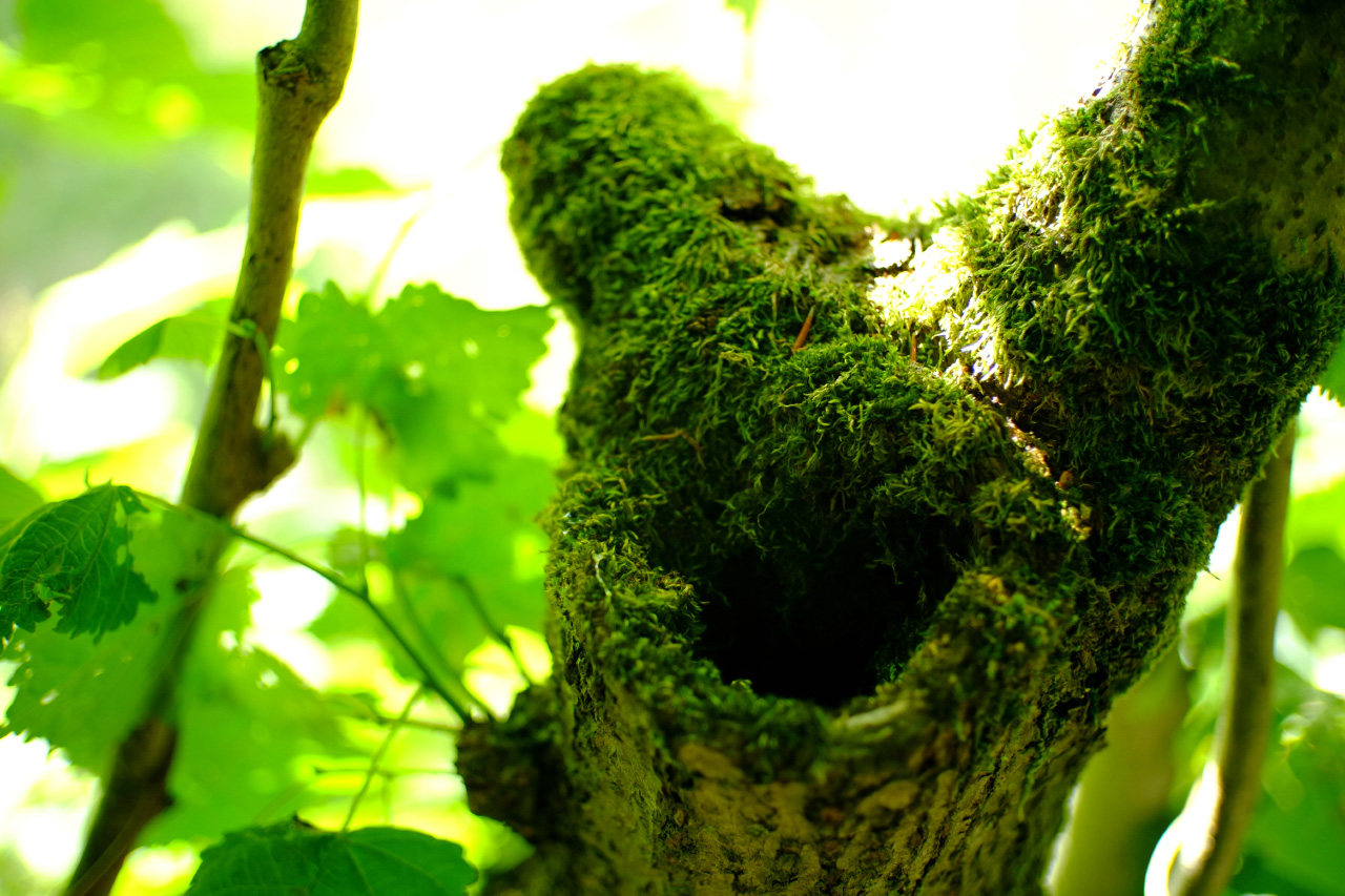 A photo of a hole in a mossy tree stump surrounded by strong white sun light.